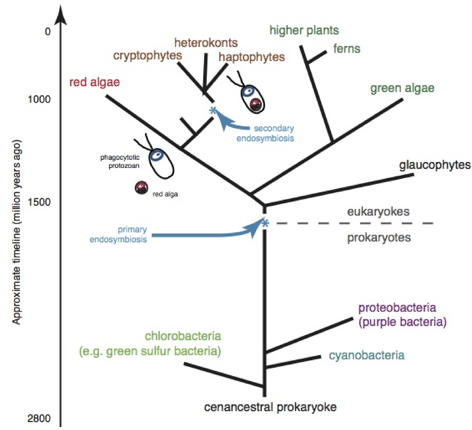 양자 현상이 없으면 광합성도 없다 – 고등과학원 HORIZON